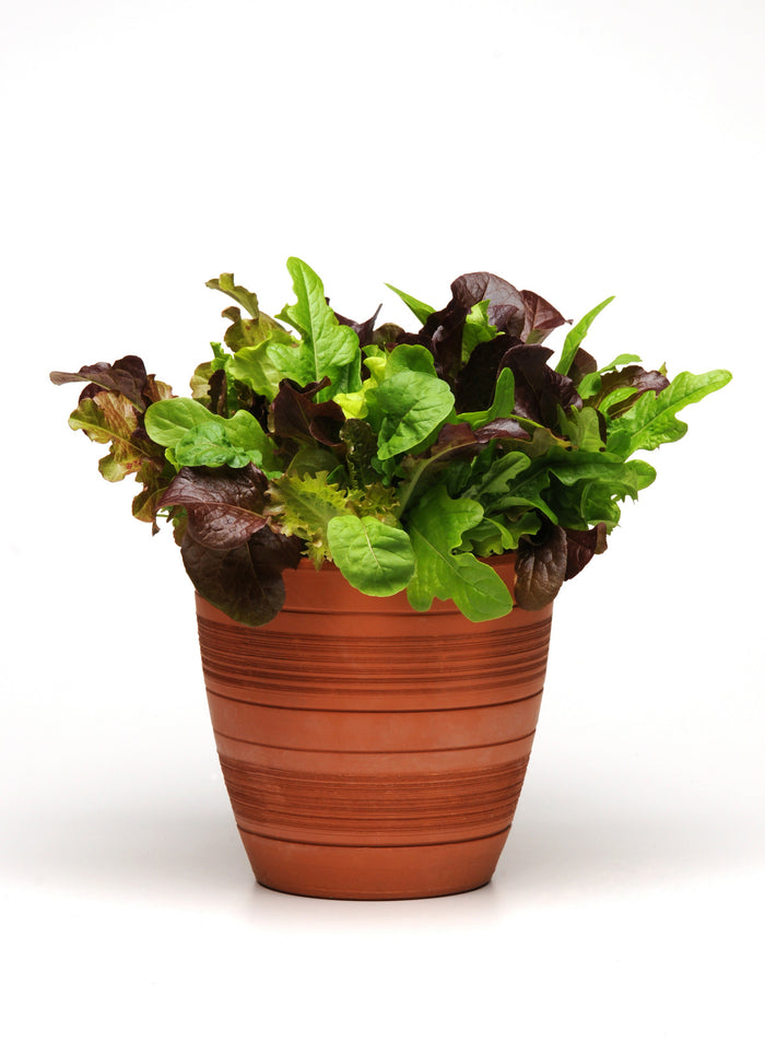 The Good Dirt Seed Pack Mix - Red & Green Lettuces is beautifully displayed in a terracotta pot against a plain white background, highlighting the vivid contrast of its leafy greens.