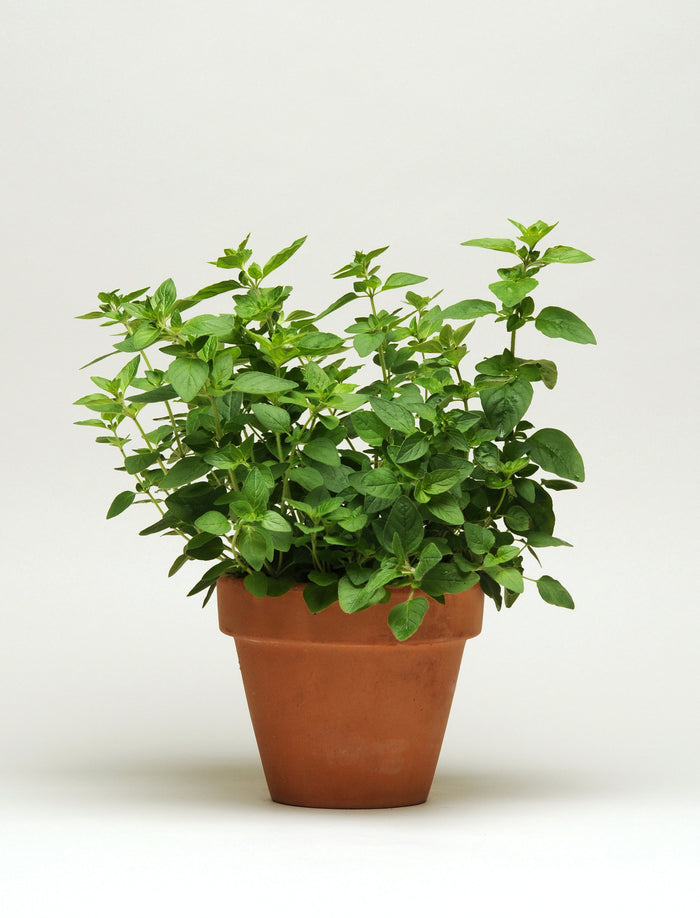 A Seed Pack - Oregano Love by Good Dirt, boasting its Certified Non-GMO status, is pictured against a white background with vibrant green leaves in a plain brown terracotta pot.