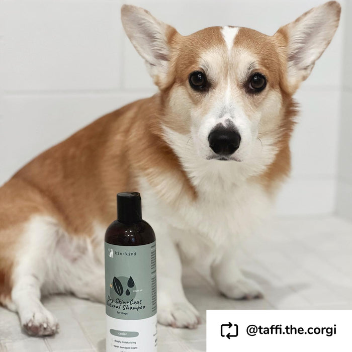 A corgi with a brown and white coat sits beside a bottle of kin+kind Dry Skin & Coat Dog Shampoo against a white tiled wall. The Instagram handle @taffi.the.corgi is displayed, capturing the essence of natural pet care.