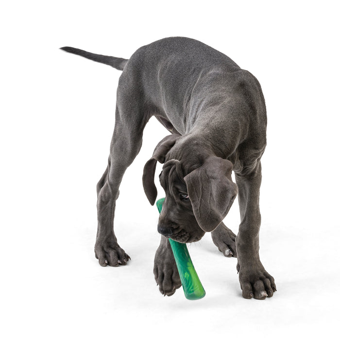 A gray Great Dane puppy stands on a white background, holding a West Paw Fetch and Chew Drifty™ Dog Toy made from ocean-bound recycled plastic in its mouth—ideal for moderate chewers.