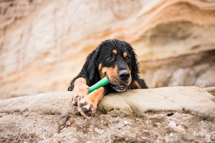 A wet dog lies on a rock, chewing the West Paw Fetch and Chew Drifty™ Dog Toy made from ocean-bound recycled plastic, with stratified stone cliffs as the backdrop. Its damp fur glistens as it gazes contentedly ahead. Ideal for moderate chewers like this happy pup.