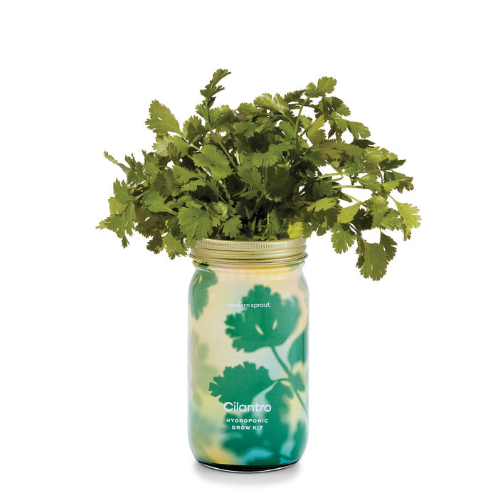 Cilantro
