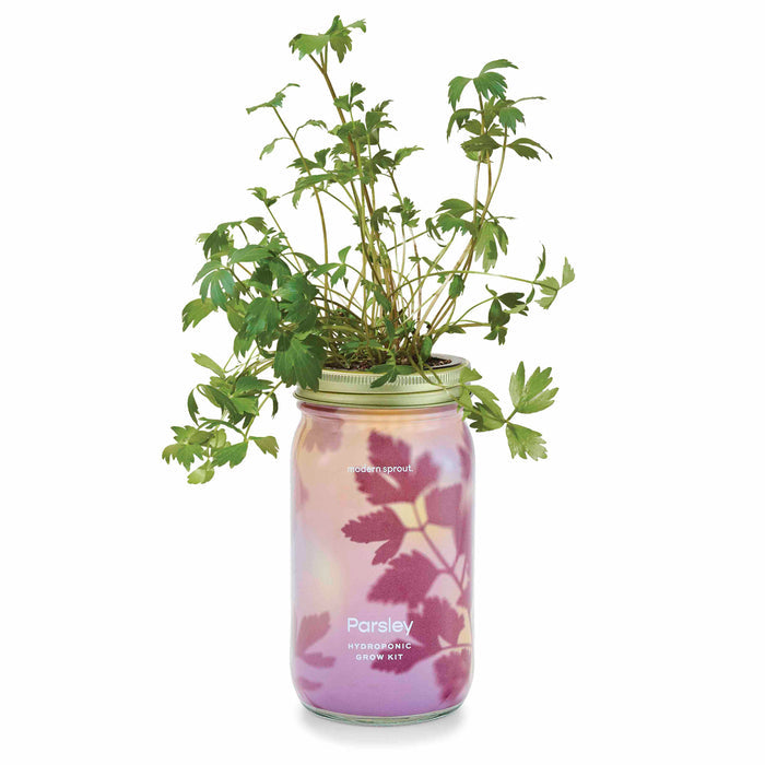 Parsley