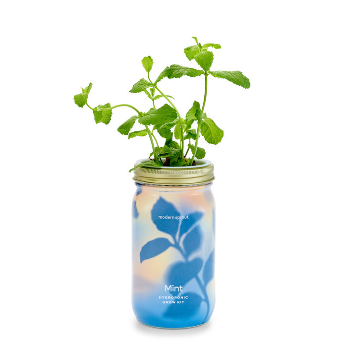 The Garden Jar by Modern Sprout features fresh mint herbs flourishing from a gold-lidded transparent jar filled with blue nutrient solution. Its low-maintenance appeal is elegantly highlighted by the Modern Sprout branding on its surface.