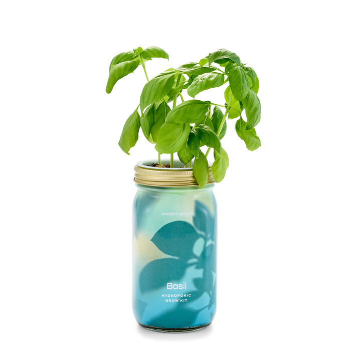 Basil