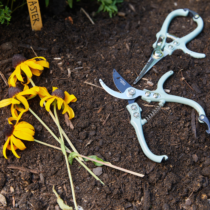 Yellow flowers rest on soil next to Garden Pruners by Modern Sprout with carbon steel blades. A wooden plant marker labeled ASTER peeks through the lush green foliage.