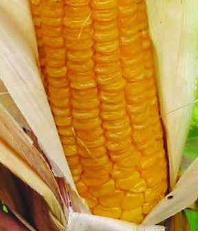 golden yellow corn sweet