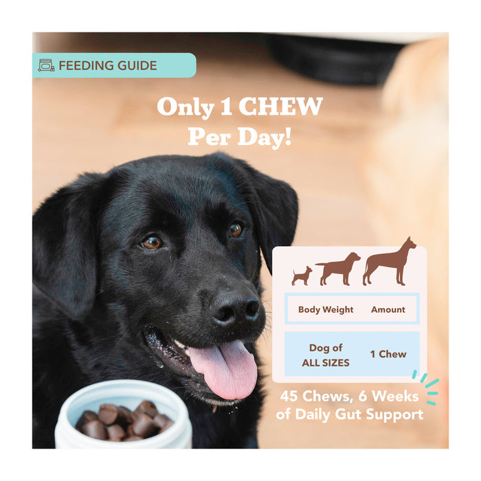 A black dog gazes at an open container of Gut Health & Digestion Dog Probiotics by Natural Dog Company. The feeding guide advises one chew per day for dogs of all sizes. With 45 chews, it offers six weeks of daily digestive and immune support. The background is light wood.