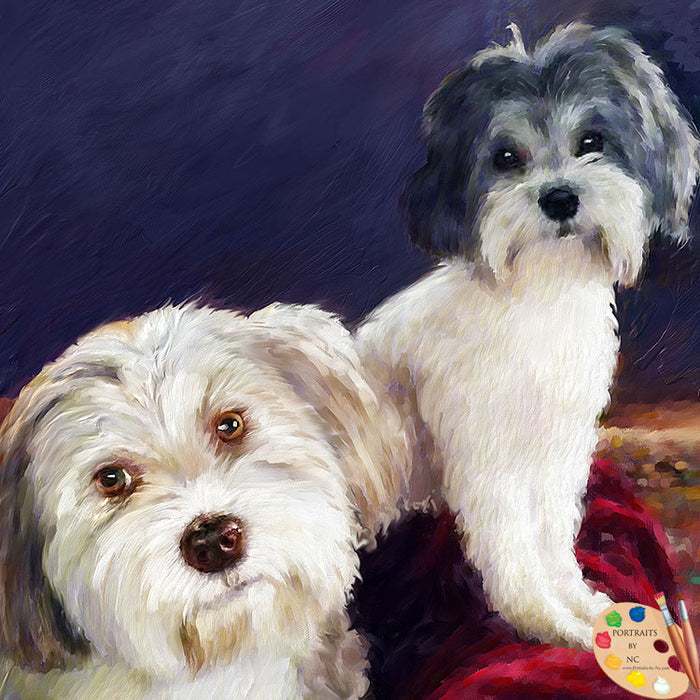 Havanese Dog Portrait 406