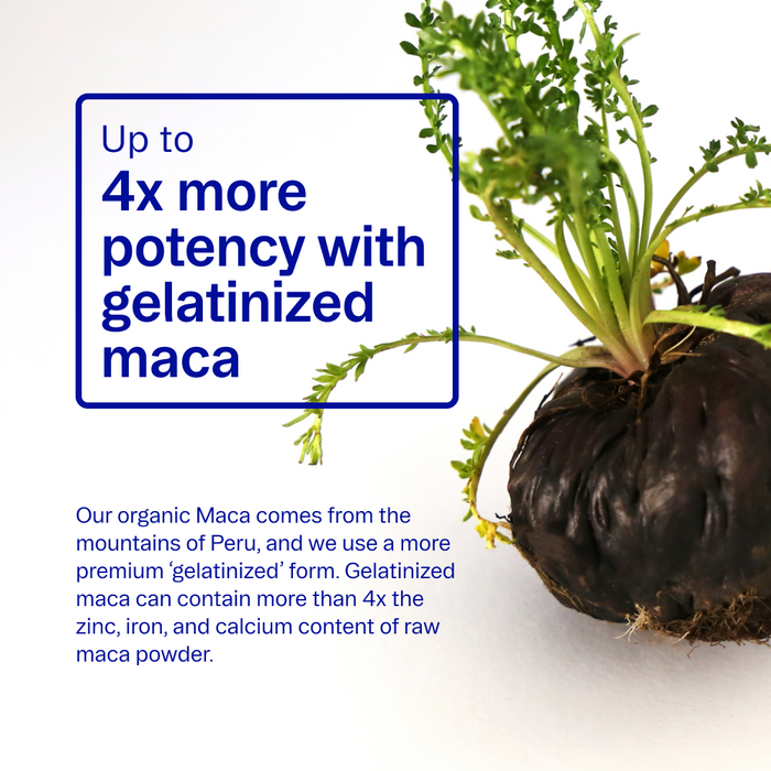 A dark maca root with green leaves sits on a white surface. Blue text reads: Up to 4x more potency with gelatinized maca in Ora Organic's Hormonious: Hormonal Balance & Support Capsules. Smaller text details its nutritional benefits.