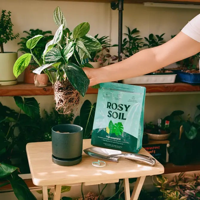 A person repots a plant over a black pot, while a packet labeled Rosy Soil Houseplant Potting Soil rests on a small wooden table with gardening tools. This nutrient-rich mix promotes sustainable growth, as various plants flourish in the background’s living soil ecosystem.