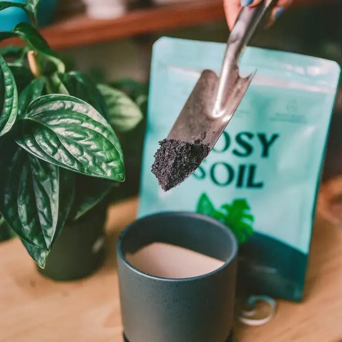 A hand holds a small trowel with soil over a blue pot. Nearby, on the wooden surface, a green plant thrives beside a Houseplant Potting Soil package by Rosy Soil in sustainable packaging, emphasizing soil aerations role in healthy growth.