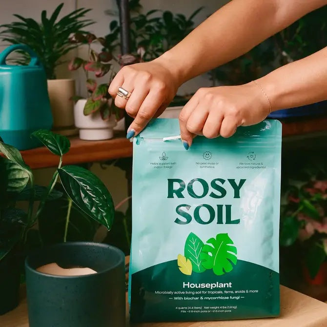 A person holds a Rosy Soil Houseplant Potting Soil bag, known for its nutrient density and sustainability, above a potted plant. In the background are lush green houseplants and a teal watering can on a wooden surface.
