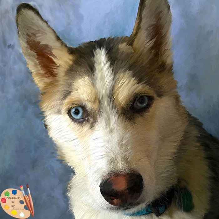 Husky Dog Portrait 407