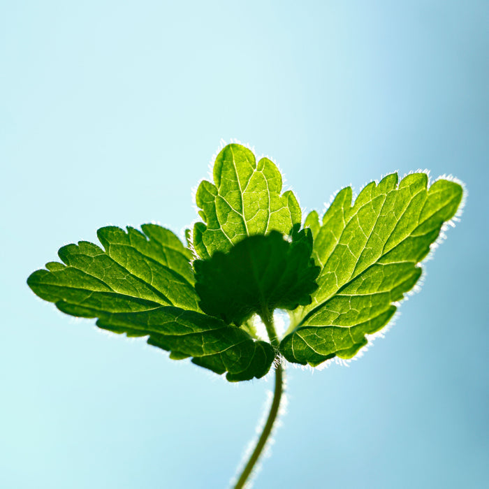 Close-up of a vibrant green leaf with serrated edges against a soft blue backdrop, evoking the antioxidant-rich seaweed extract in The Seaweed Bath Cos Hydrating Cleansing Body Wash as sunlight reveals its veins and fine hairs.