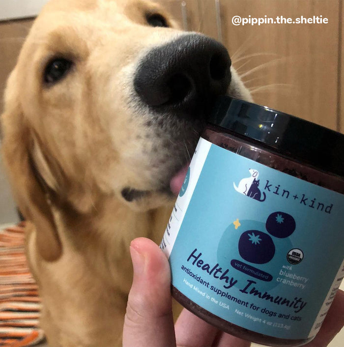 A golden retriever curiously licks a jar of kin+kind Immunity Booster Powder Supplement for Dogs & Cats, held by a person. The label features cranberry and blueberry illustrations, emphasizing its role in supporting urinary tract health.