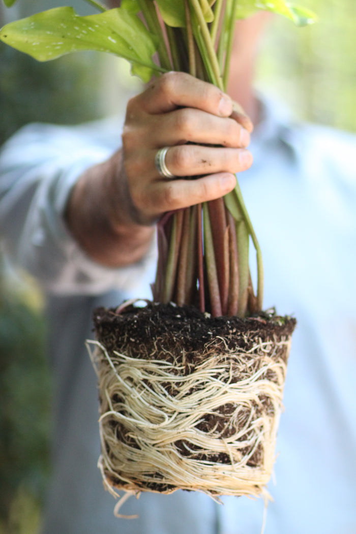 A person holds a plant by its stems, showcasing the root ball wrapped in Good Dirt Indoor Potting Soil Mix. The soil is likely enriched with probiotics. The person is wearing a ring, and the background features blurred greenery.