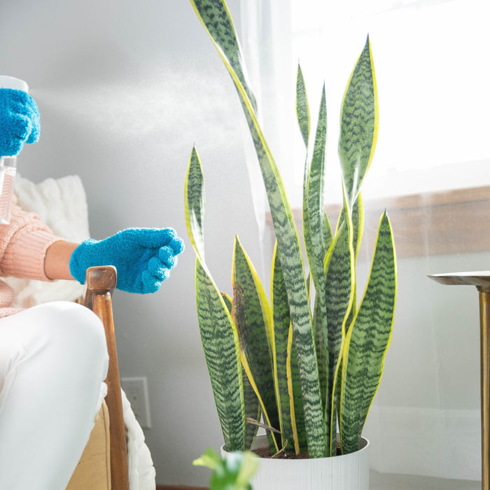 Wearing blue gloves, someone uses Instant Plant Protection by Instant Plant Food to spray a snake plant in a bright room. The plant, housed in a white pot on a wooden chair, enjoys sunlight streaming through the window, creating a warm atmosphere.