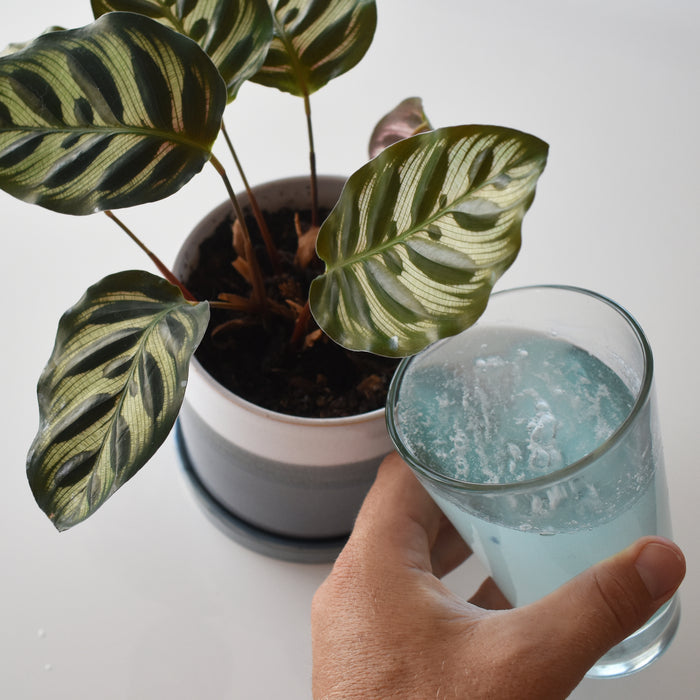 A hand holds a clear glass of blue liquid made from Instant Plant Food Tablets, rich in nutrients, next to a potted indoor plant with dark green leaves featuring lighter green stripes, all set on a white surface.