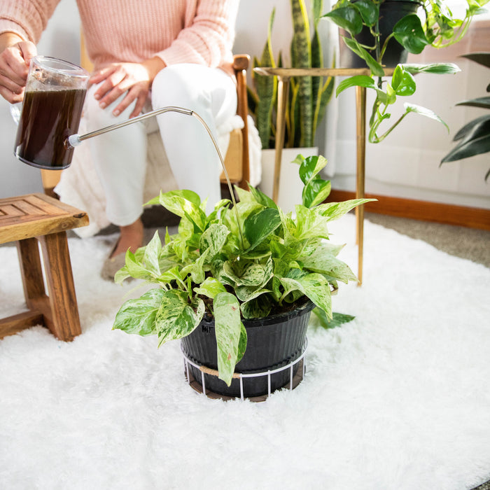Wearing a pink sweater and white pants, a person tends to a variegated plant on a fluffy white rug surrounded by other plants. The space enjoys natural light, while the greenery thrives with Instant Plant Foods Instant Plant Support in rich soil.