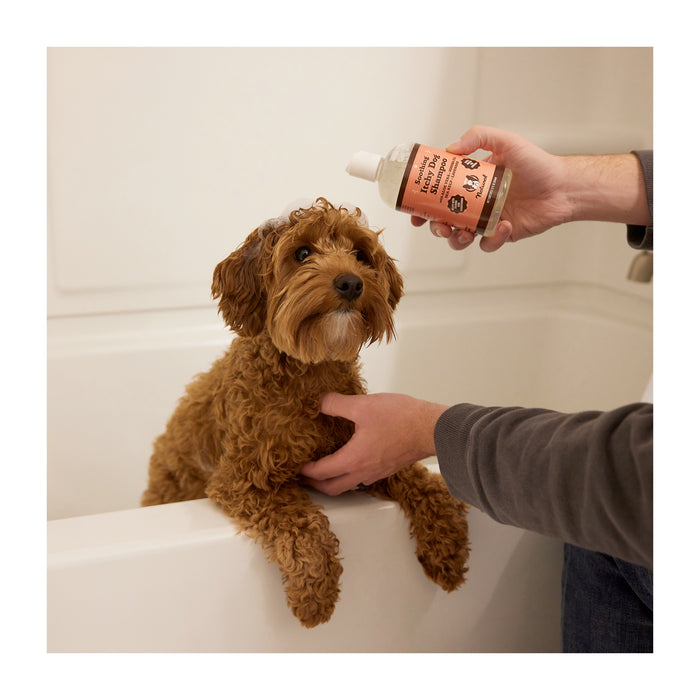 In a plain bathroom with white walls and a tub, a fluffy brown dog stands in the bathtub, front paws on the edge. A person holds Natural Dog Companys Itchy Dog Shampoo with natural ingredients, ready to bathe the dog.