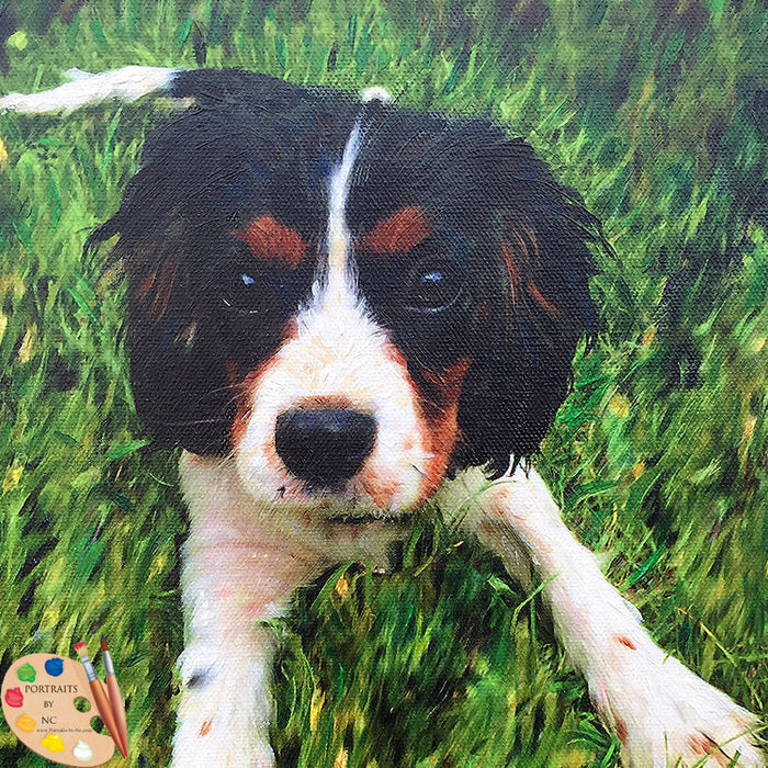 King Charles Spaniel Puppy Portrait 381