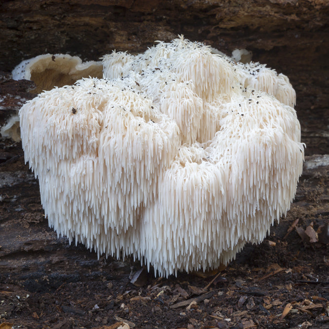 On a decaying forest log, a cluster of Gaia Herbs Lions Mane Mushroom with white, icicle-like spines thrives, resembling a shaggy mane. Known for its brain health benefits, this Hericium fungus supports cognitive function through its distinctive downward-hanging spines.