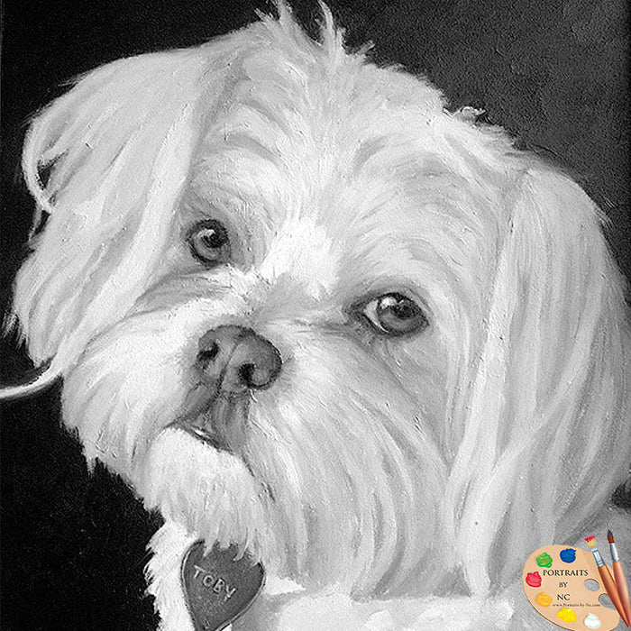 Maltese Pet Portrait 85 - Portraits by NC