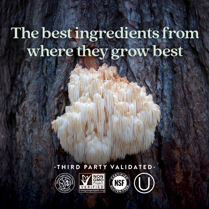 A white Lion’s Mane mushroom grows on a tree. Text: Mind Force™ Lion’s Mane Mushroom Blend by New Chapter uses the best-sourced ingredients for natural cognitive support. Certified USDA Organic, Non-GMO, NSF, and Kosher logos appear below.