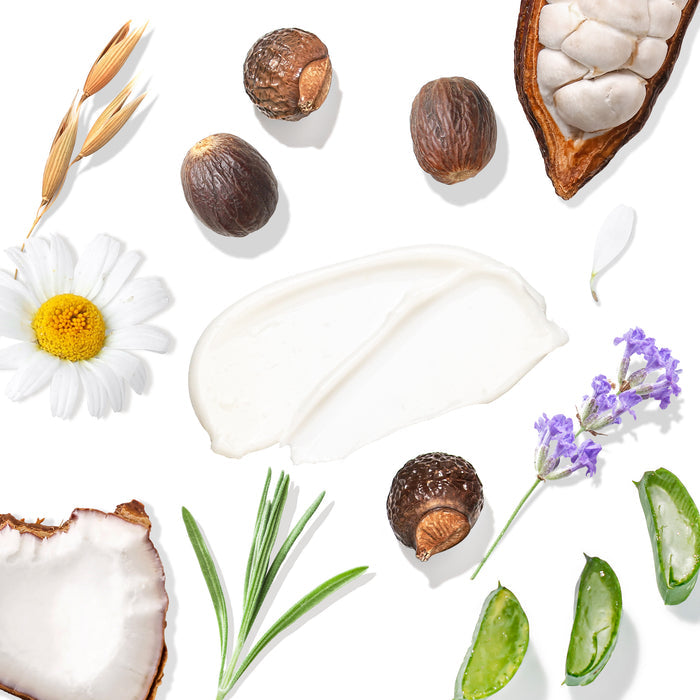 Natural skincare ingredients, such as shea nuts, chamomile flowers, coconut pieces, aloe vera, and lavender, are displayed against a white background alongside Tree To Tubs Moisturizing Shea & Cocoa Butter Lotion for Dry Skin.