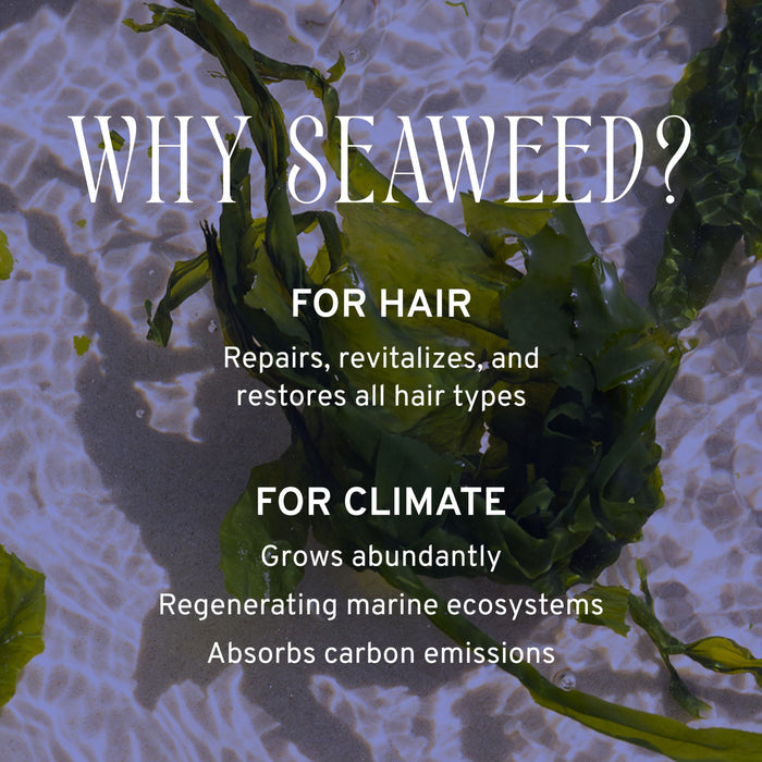 A background of seaweed under water with text overlay: "WHY SEAWEED? FOR HAIR: Repairs, revitalizes, and restores all hair types. FOR CLIMATE: Grows abundantly, regenerating marine ecosystems, absorbs carbon emissions.
