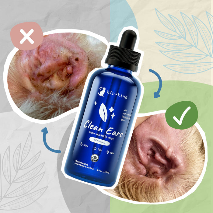 A blue bottle of kin+kind Organic Clean Ears - Leave-In Dog Ear Cleaner rests between two dog ear images: an inflamed ear with a red X and a healthy ear with a green check. Abstract shapes and leaf patterns in the background highlight its natural essence.