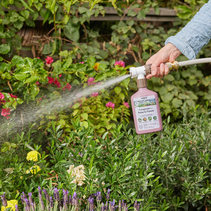 A gardener uses the Arber Organic Fungicide for Roses and Flowers, RTS, with a hose attachment to mist their garden. This lush greenery and vibrant flowers benefit from effective powdery mildew control and protection against fungal diseases.