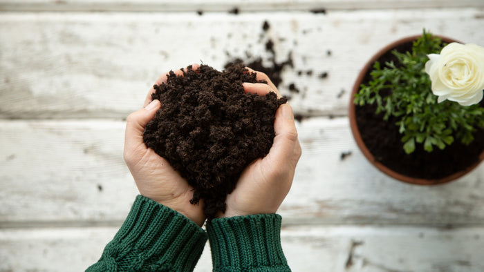Hands holding Spade to Forks Organic Indoor & Outdoor Potting Soil, shaped like a heart, hover above a wooden table. In the background, white flowers flourish in a pot, thanks to the beneficial microorganisms. The person wears a green sweater.