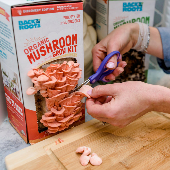Hands with scissors harvest gourmet mushrooms from the Non-GMO Back to the Roots Organic Mushroom Grow Kit - Pink Oyster on a marble countertop, while vibrant pink oyster mushrooms are displayed on a nearby wooden cutting board.
