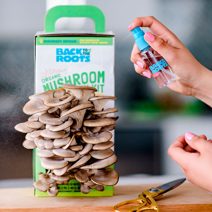 Hands spray water on mushrooms from a Back to the Roots Organic Mushroom Grow Kit, which stands upright on a table next to scissors, inviting indoor mushroom cultivation.