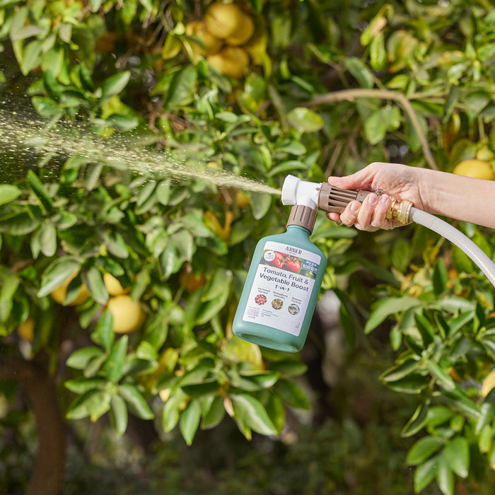 An Arber Organic Tomato, Fruit & Vegetables 3-in-1 Boost RTS bottle, attached to a hose, is sprayed onto citrus trees in a garden. This promotes flourishing green leaves and yellow fruits, aiming to enhance the harvest like an organic tomato garden.