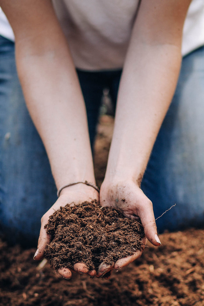 Kneeling on the ground, a person gently holds a mound of Good Dirts Outdoor Potting Soil Mix in cupped hands. Wearing a white shirt, blue jeans, and a black wristband, they focus intently on the rich soil full of plant probiotics.