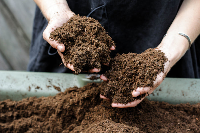 Hands gently cradle dark, rich soil from the Good Dirt Outdoor Potting Soil Mix over a large bin. A person in a dark apron stands in front of a blurred wooden fence, nurturing natures essence with this organic-based plant food.