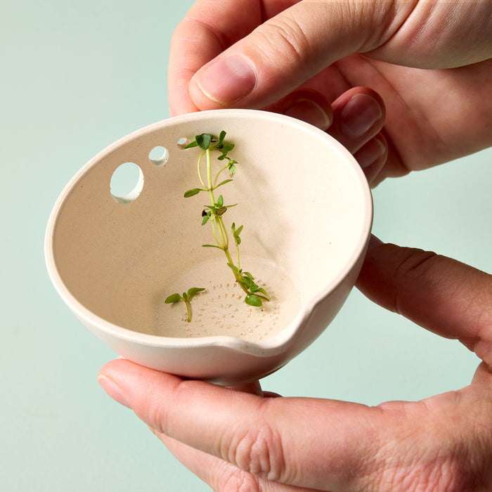 Hands hold a Modern Sprout Peel, Grate & Prep Dish in beige, complete with drainage holes and young green sprouts against a light green background, ideal for culinary functions.