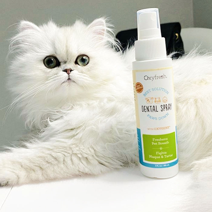 A fluffy white cat with green eyes relaxes next to a bottle of Oxyfresh Pet Bad Breath Fast Acting Dental Spray. This vet-approved spray, featuring a white-green label and an orange paw print, is ideal for pet dental care, promoting fresh breath and effective plaque control.