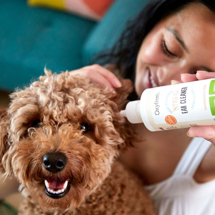 A person smiles while applying Oxyfresh Pet Ear Cleaner Yeast-Fighting Ear Wash on a fluffy brown dog, which looks happy. The cozy setting features glimpses of a blue couch and colorful cushions in the background.