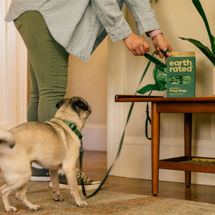 A person in green pants and a denim shirt picks up a Pet Waste Bag with Handles from an Earth Rated box on a wooden table. A pug on a leash eagerly looks up in a room with a plant and rug, admiring the recycled plastics 100% leak-proof, easy-tie design.