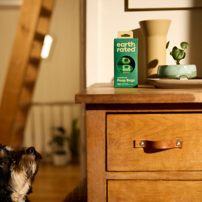 A dog gazes up at a wooden table where a box of Earth Rated Pet Waste Bags, known for being leak-proof, sits beside a small green potted plant. The warmly lit scene features a wooden ladder and blurred plants in the background, emphasizing eco-friendly choices with recycled plastic.
