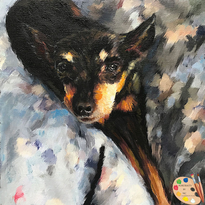Pinscher Dog Portrait 500