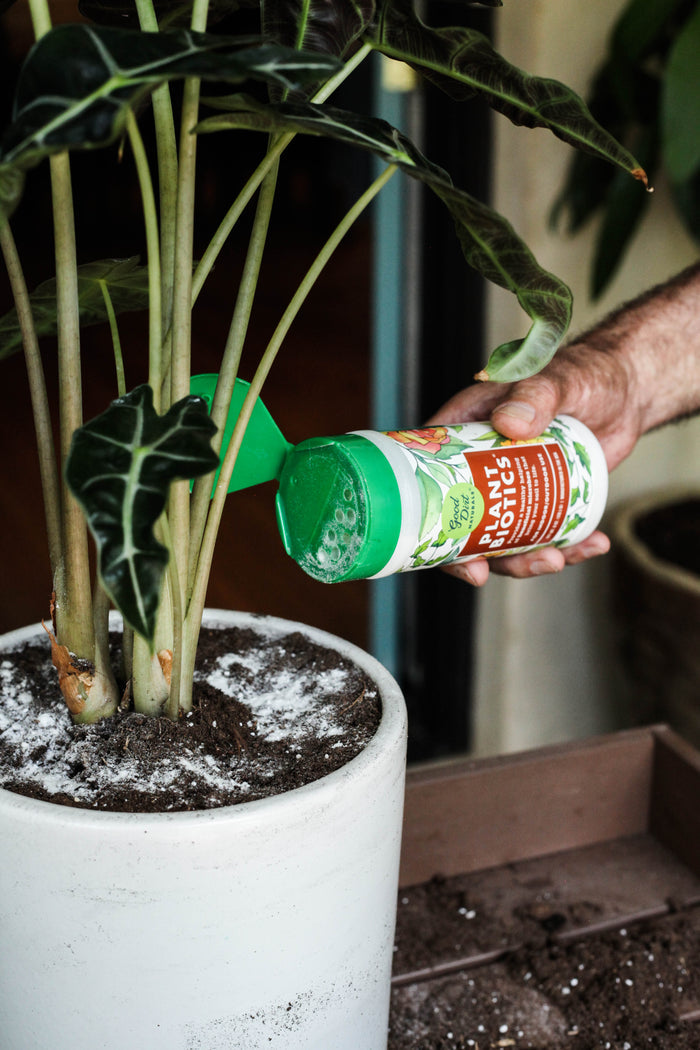 A person is boosting nutrient uptake by adding Good Dirts PlantBiotic Indoor/Outdoor Nutrient Boost from a green and white container into a white pot with leafy greens. The pot is on a wooden surface, and the visible white powder aids robust root growth.
