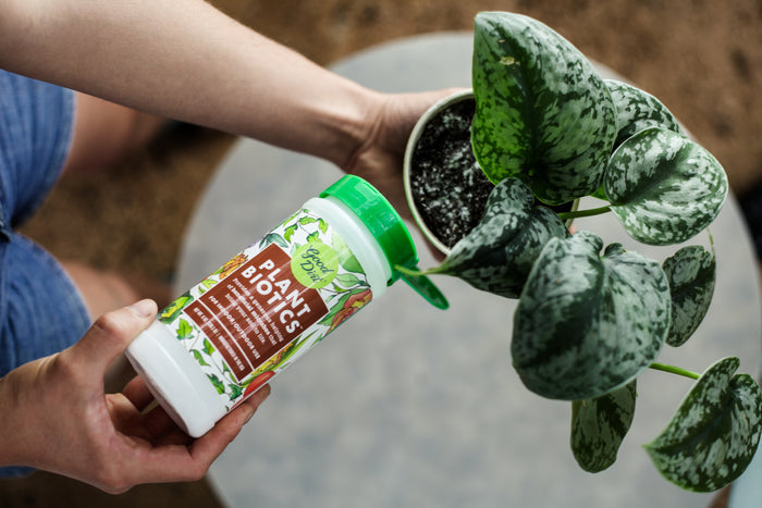 Wearing shorts, a person pours PlantBiotic Indoor/Outdoor Nutrient Boost by Good Dirt from a white container with a green lid into the soil of a potted plant with large variegated leaves to enhance root development on the gray surface.