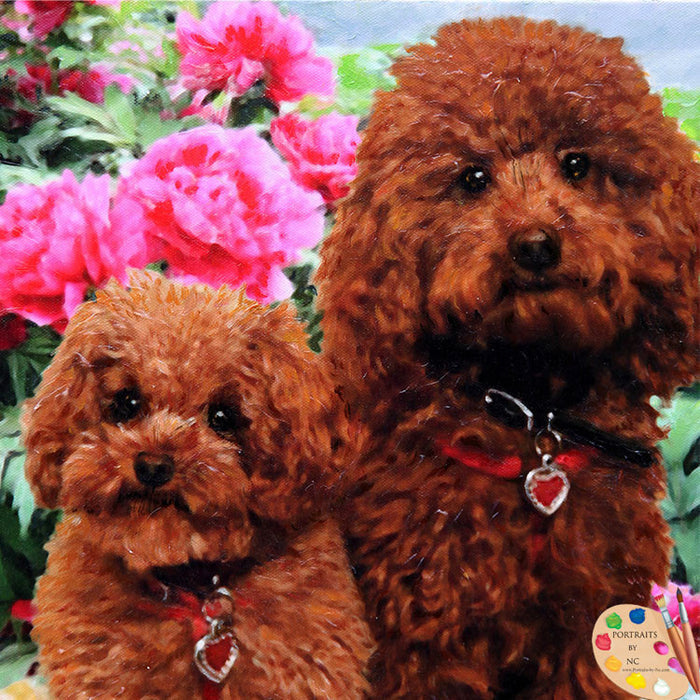 Poodle Dog Portrait 424
