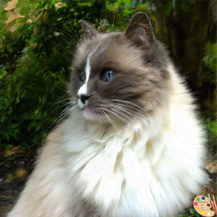 Ragdoll Cat Portrait 367