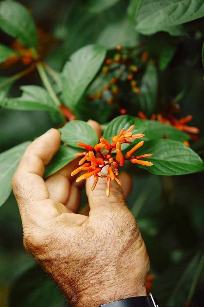 A hand holding a cluster of vibrant orange tubular flowers surrounded by lush green leaves, reminiscent of the Revive Eye Stick from Thrive Natural Care. The background is a blur of foliage.